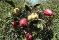 Apple Tree Cuttings 5 Pack Unrooted Scionwood Malus Domestica Branches for Grafting or Propagation
