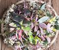Purple Queen Fuzzy Purple Heart Tradescantia Pallida Unrooted Cuttings Set of 10 Trailing Houseplant