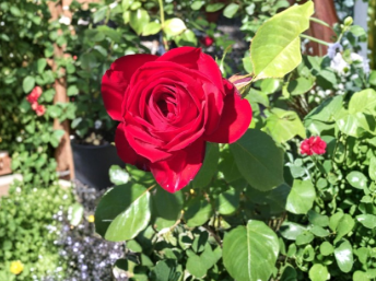 Kashmir Rose Unrooted Cuttings Set of 6 Live Shrub Plant for Propagation Garden Growing