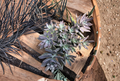 2 Echeveria Ghost Plant Succulent Cuttings 2 to 4 Inch Unrooted Rosette Succulents for Growing