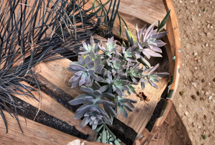 2 Echeveria Ghost Plant Succulent Cuttings 2 to 4 Inch Unrooted Rosette Succulents for Growing