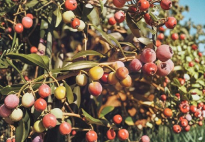 Arbequina Olive Tree Live Rooted Starter Plant Olea Europaea Small Olive Tree for Containers or Garden