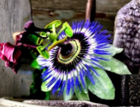 Blue Crown Passion Flower Starter Plant Passiflora Caerulea Live Rooted Vine for Garden or Containers