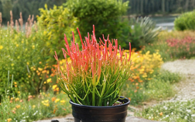Euphorbia Tirucalli Sticks on Fire Cuttings – 4 Live Unrooted Succulent Cuttings for Propagation