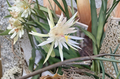 White Flower Epiphyllum Ophelia Orchid Cactus Unrooted Cutting 8–10 Inch for Propagation