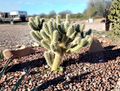 Teddy Bear Cholla Cuttings Cylindropuntia Bigelovii 2 Pack Unrooted Ornamental Cactus for Propagation