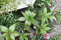 Basket Plant Cutting Unrooted Callisia Fragrans Live Starter Houseplant for Indoor Growing