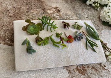 Assorted Succulent Cuttings 12 Pack Unrooted Garden Starter Plants Mixed Varieties Cactus and Succulents