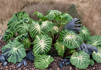 White Lava Elephant Ear Plant Colocasia Esculenta Live Rooted Starter Ornamental Foliage Plant