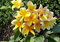 Plumeria Cutting Unrooted Frangipani Stem Cutting for Propagation Tropical Plant