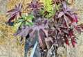 Cranberry Hibiscus Live Plant Cuttings Hibiscus Acetosella Roselle Leaf Plant for Growing Garden