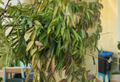 Hoya Wayetii Live Plant Cutting 3+ Node Fresh Starter Tropical Houseplant for Indoor Growing