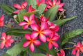 Hawaii Plumeria Unrooted Cutting Stub 6–8 Inch Pink Yellow Frangipani Tree for Propagation