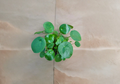 Pilea Peperomioides Chinese Money Plant Live Indoor Houseplant in 4 Inch Pot Modern Home Plant
