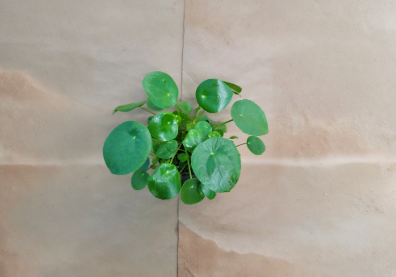 Pilea Peperomioides Chinese Money Plant Live Indoor Houseplant in 4 Inch Pot Modern Home Plant