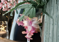 Christmas Cactus Cuttings Schlumbergera Live Unrooted Holiday Cactus Segments for Growing Indoors