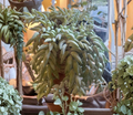 Burros Tail Succulent Cutting Sedum Morganianum Unrooted Trailing Succulent Starter Plant for Indoor Growing