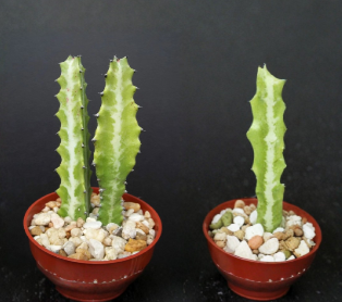 Euphorbia Lactea Dragon Bone Cactus Live Succulent Plant 4 Inch Pot Candelabra Elkhorn Plant