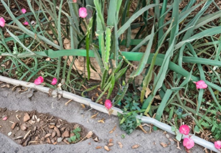 Red and White Dragon Fruit Cuttings – 3 Live Unrooted Pitaya Cuttings 8–10 Inch for Planting or Grafting