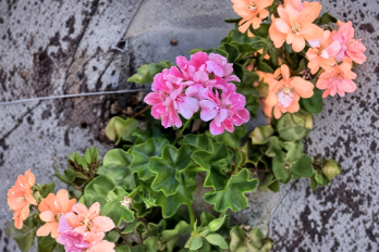 Pink Rosette Ivy Geranium Pelargonium Live Plant Cutting 6 Inch Starter for Container Growing