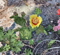 Opuntia Cespitosa Prickly Pear Cactus Pads 5 Unrooted Eastern Native Succulent Cuttings