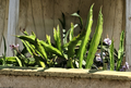 White Dragon Fruit Cuttings 5 Pieces 8 Inch Unrooted Pitaya Cactus Cuttings Ready for Planting
