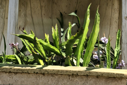 White Dragon Fruit Cuttings 5 Pieces 8 Inch Unrooted Pitaya Cactus Cuttings Ready for Planting