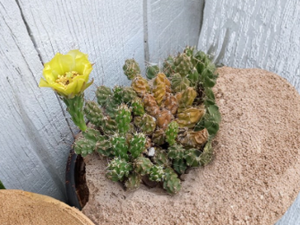 Grusonia Bulbispina Rare Mat Forming Cactus Cuttings 4 Pack Durango Zacatecas Unrooted Desert Cactus Starter