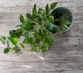 Golden Pothos Live Rooted Cuttings – 6+ Epipremnum aureum Variegated Houseplant Cuttings for Indoor Growing