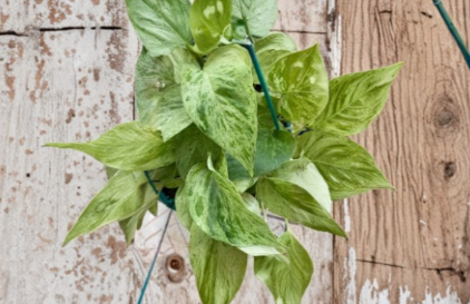 Snow Queen Pothos Cuttings Epipremnum Aureum Devils Ivy 5 Pack Unrooted Variegated Indoor Houseplant Starter