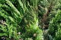 75 Leyland Cypress Unrooted Cuttings Fresh Evergreen Tree Cuttings for Rooting and Propagation