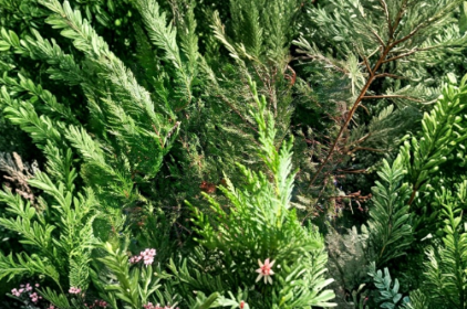 75 Leyland Cypress Unrooted Cuttings Fresh Evergreen Tree Cuttings for Rooting and Propagation