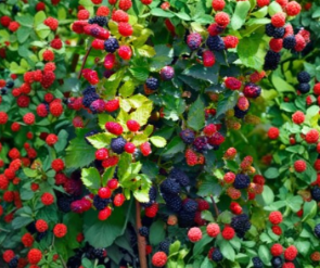 Apache Thornless Blackberry Starter Plug Live Berry Plant Rubus Cultivar for Garden Growing