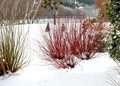 Red Twig Dogwood Cuttings Cornus Amomum Set of 40 Live Shrub Cuttings 10 Inch for Propagation