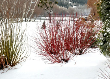 Red Twig Dogwood Cuttings Cornus Amomum Set of 40 Live Shrub Cuttings 10 Inch for Propagation