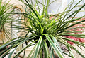 Reverse Variegated Spider Plant Cuttings – 3 Live Chlorophytum comosum Rooted Starts for Indoor Growing