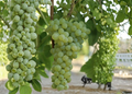 Seedless Grape Vine Live Plant 20 Inch Cutting in Pot Ready to Plant Sweet Grape Climbing Fruit Vine