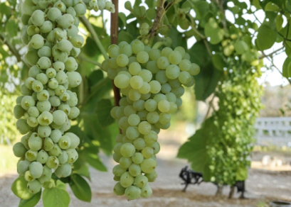 Seedless Grape Vine Live Plant 20 Inch Cutting in Pot Ready to Plant Sweet Grape Climbing Fruit Vine