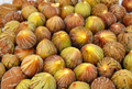 Brown Turkey Fig Unrooted Cuttings 4 Pack 6–8 Inch Stems for Propagation Fruit Tree Starter