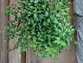 Tradescantia Fluminensis Aurea Cuttings Golden Wing Indoor Trailing Houseplant Unrooted Starter