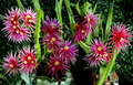Dragon Fruit Unrooted Cuttings 8–14 Inch Pitaya Cactus Plant for Propagation
