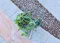 Large Jade Plant Cutting Crassula Ovata Succulent About 1 Inch Diameter Unrooted Houseplant Cutting