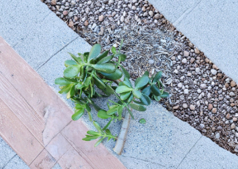 Large Jade Plant Cutting Crassula Ovata Succulent About 1 Inch Diameter Unrooted Houseplant Cutting