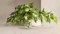 Heart Leaf Philodendron Cuttings Bundle of 5 Unrooted Nodes Indoor Houseplant for Propagation