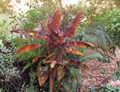 Siam Ruby Ornamental Banana Live Plant Small Rooted Starter Musa Siam Ruby Tropical Foliage Plant