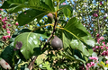 Violetta de Bordeaux Fig Tree Cuttings 3 Unrooted Ficus Carica Cuttings for Rooting Propagation