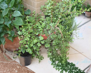 Elephant Bush Spekboom Cuttings Portulacaria Afra 5 Pack Unrooted Succulent Stems for Propagation