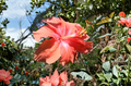 Double Hibiscus Cuttings Organic Salmon Melon Pink Orange Yellow Red Unrooted Flower Cuttings