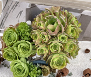 5 Aeonium Succulent Cuttings 3 Inch Wide Unrooted Rosette Succulents for Growing Containers Garden