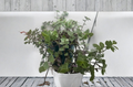 7 Turtle Vine Cuttings Callisia Repens Creeping Inch Plant Unrooted Live Houseplant Cuttings
